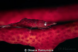 Gorgonian Shrimp (Hamodactylus cf. Noumeae) by Oksana Maksymova 